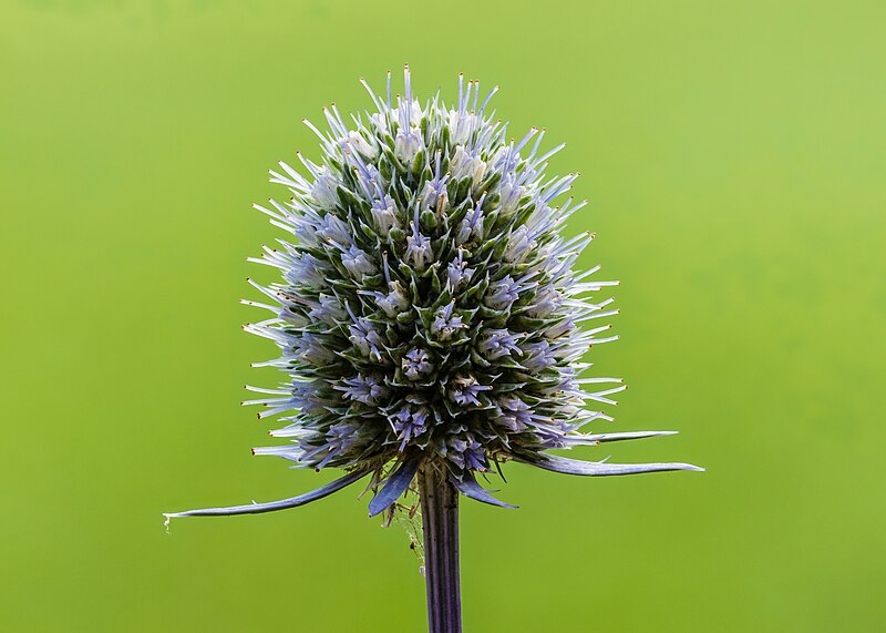 File:Bloeiwijze van een Kruisdistel (Eryngium). 21-07-2023. (actm.) 01.jpg