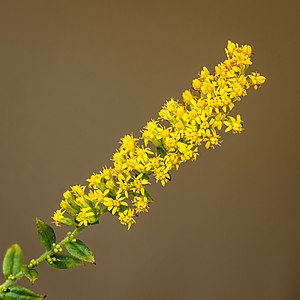 Bloemen van een Solidago rugosa. 07-10-2021. (d.j.b)