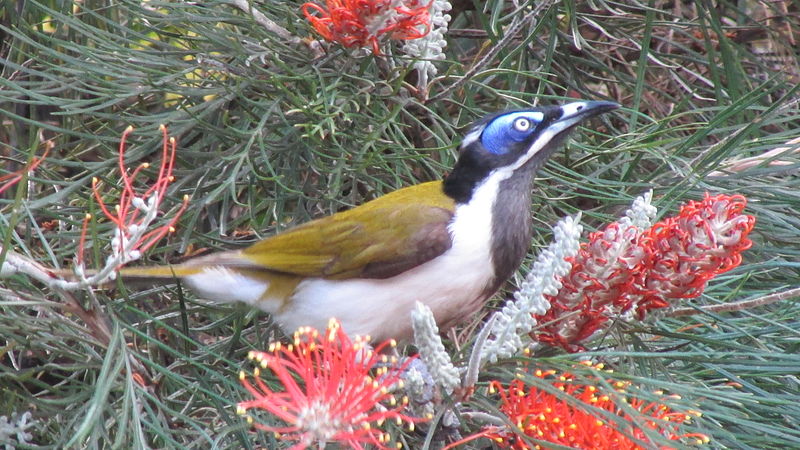 File:Blue-Faced Honeyeater.jpg