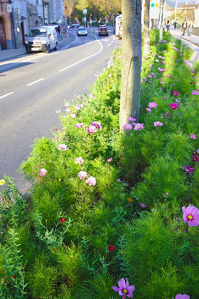 File:Blumenwiese Mariahilfstraße.jpg