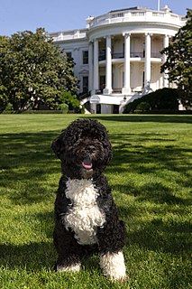 Bo (dog) pet dog of the Obama family