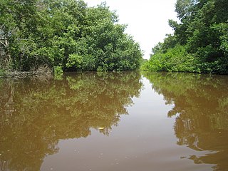 Magdalena–Santa Marta mangroves