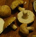 Vignette pour Boletus variipes