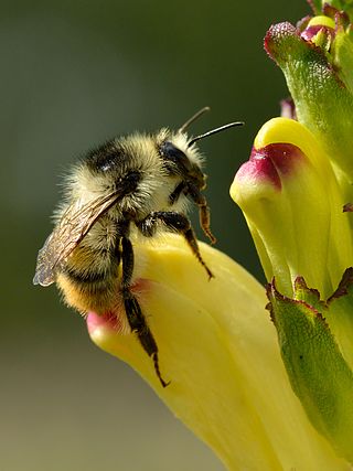 <i>Bombus sylvarum</i> Species of bee