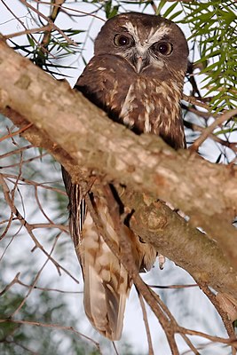 Neuseeland-Kuckuckskauz (Ninox novaezelandeae)