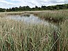 Bourne Park Reed to'shaklari