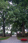 Brettheim Linden at the cemetery entrance 20080629.jpg