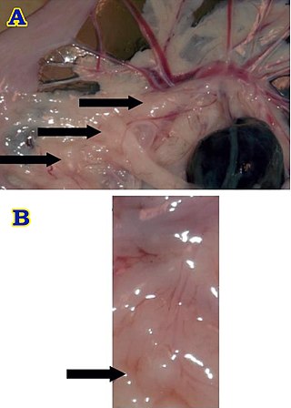 <span class="mw-page-title-main">Brockmann body</span> Endocrine organ in some teleost fish