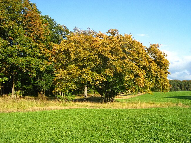 Carpinus betulus