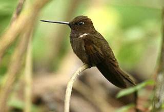 Der Braune Andenkolibri oder m