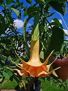 Brugmansia × candida Flower