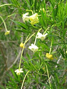 Brunfelsia densifolia.jpg