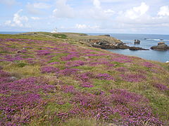 Bruyères a Pointe des Poulains.jpg-nél