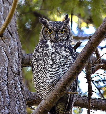 The owls are not what they seem.