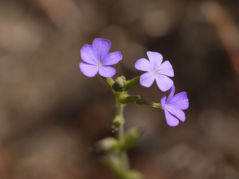 File:Buchnera hispida (6362152739).jpg