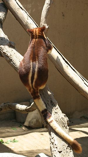 Buergers' Tree-kangaroo back and tail.jpg