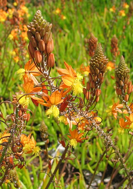 Bulbine