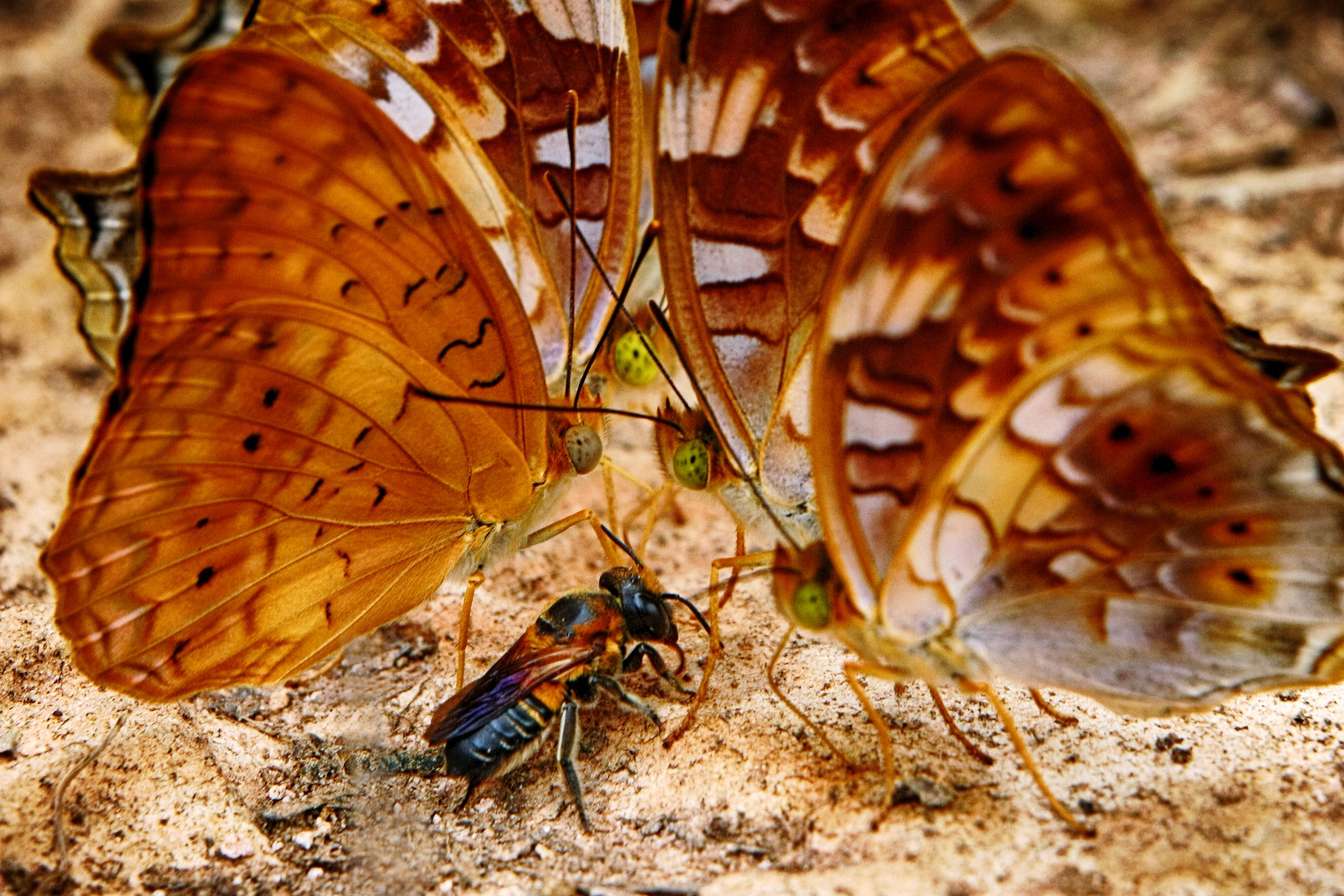Butterflies in Kaeng Krachan National Park, Phetchaburi Province, by User:Chaiyathat