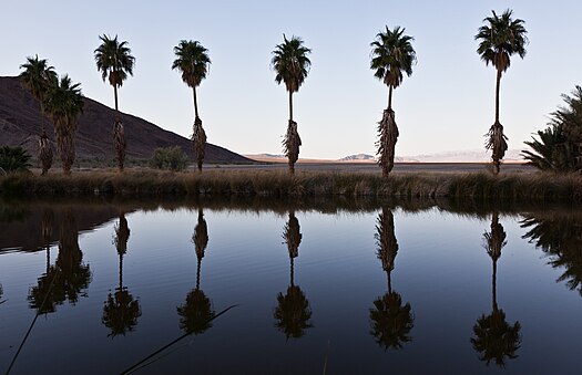 California Fan Palms reflected in Lake Tuendae. CA Fan Palms Reflect in Lake Tuendae.jpg