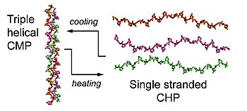 Schematic showing relationship between the CMP and CHP. Triple helical CMPs can be heated (above a defined temperature) to dissociate into monomeric CHPs; upon cooling, CHP strands can re-assemble into a triple helix over time. CMP vs CHP.jpg