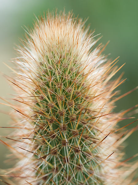 File:Cactus (14749044580).jpg