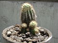 Cactus no identificado