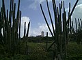 Cacuts and lighthouse Washington Slagbaai National Park (7157445199).jpg