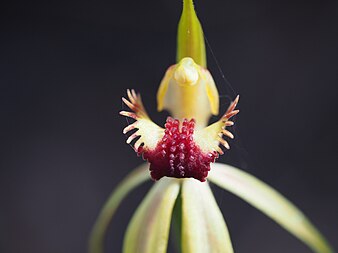 Caladenia longiclavata labellum detail Caladenia longiclavata (labellum detail).jpg