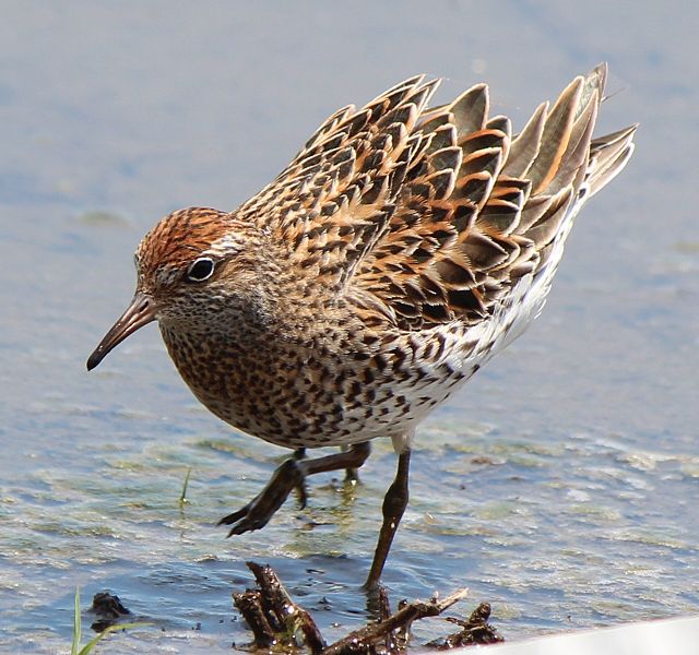 File:Calidris acuminata (s3).JPG