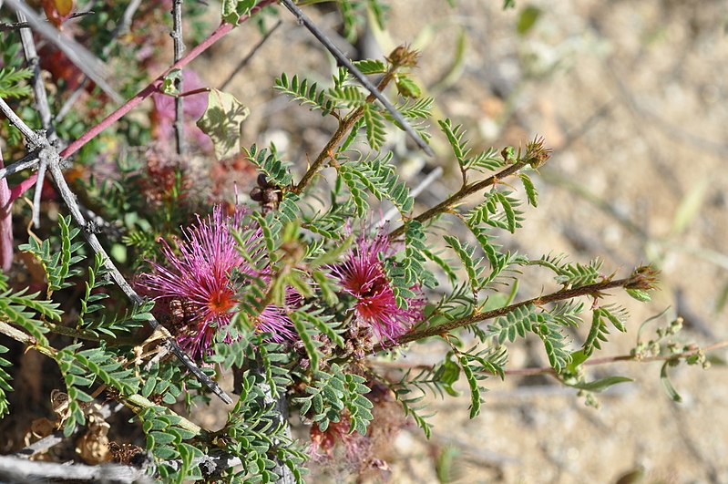 File:Calliandra chilensis Desierto Florido 2011 sector Quebradita 04.jpg