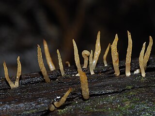 <i>Calocera cornea</i> Species of fungus