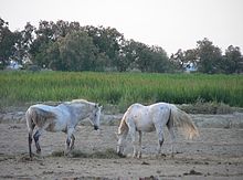 Die weißen Pferde der Camargue