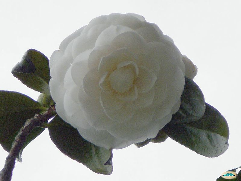 File:Camelia0041 (4289045570).jpg