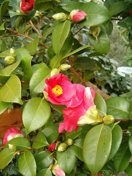 File:Camellia japonica BotGardBln271207C.jpg