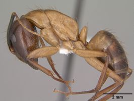 Camponotus vafer