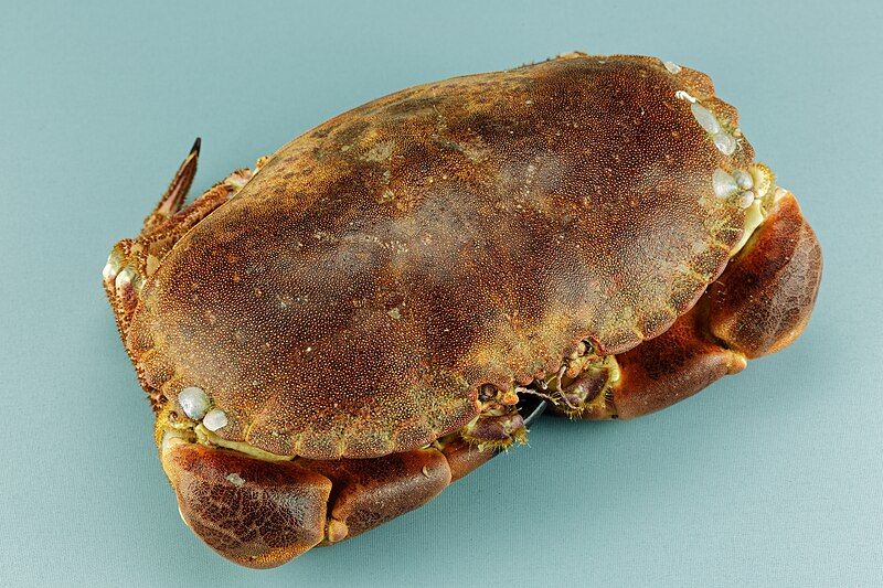 File:Cancer pagurus - Crabe dormeur - Tourteau - 002.jpg