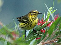 Warbler, Cape May ♀ Dendroica tigrina