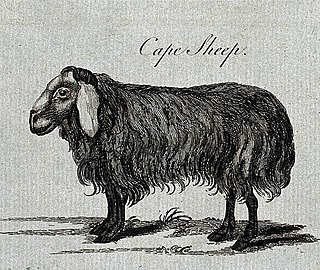 <span class="mw-page-title-main">Afrikaner sheep</span> Breed of sheep