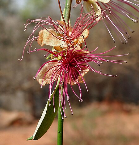 Capparis horrida is it in Hyderabad W IMG 7541.jpg