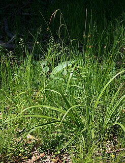 <i>Carex pendula</i> species of plant