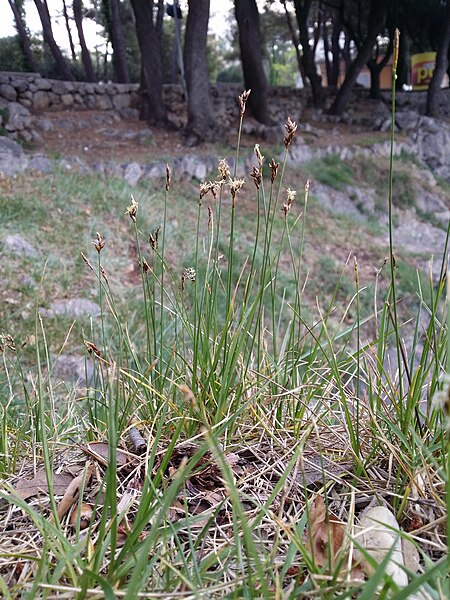 File:Carex praecox sl53.jpg