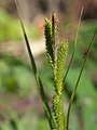 花序の先端近くの様子