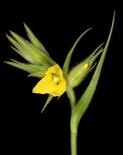 <i>Cartonema philydroides</i> Species of flowering plant