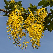 Inflorescence de canéficier