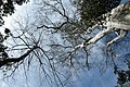 Cat Tien Park, Vietnam, Tree canopy.jpg