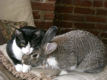 The word pussy refers to cats as well as other animals, including rabbits and hares.