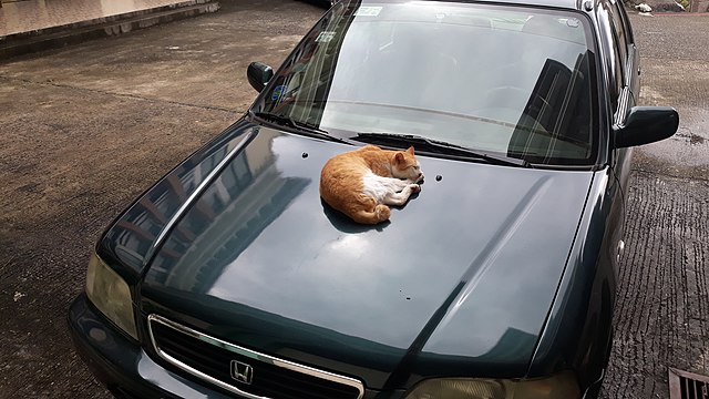 A sleeping domestic orange short-haired cat on an old 1995 Honda Civic.