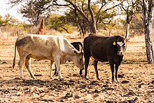 Cattle on a farm in Namibia Cattle on a farm in Namibia (2).jpg