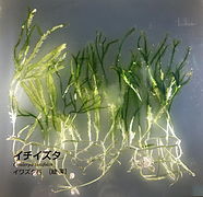 Caulerpa taxifolia - National Museum of Nature and Science, Tokyo - DSC07620.JPG