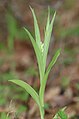 Cephalanthera longibracteata